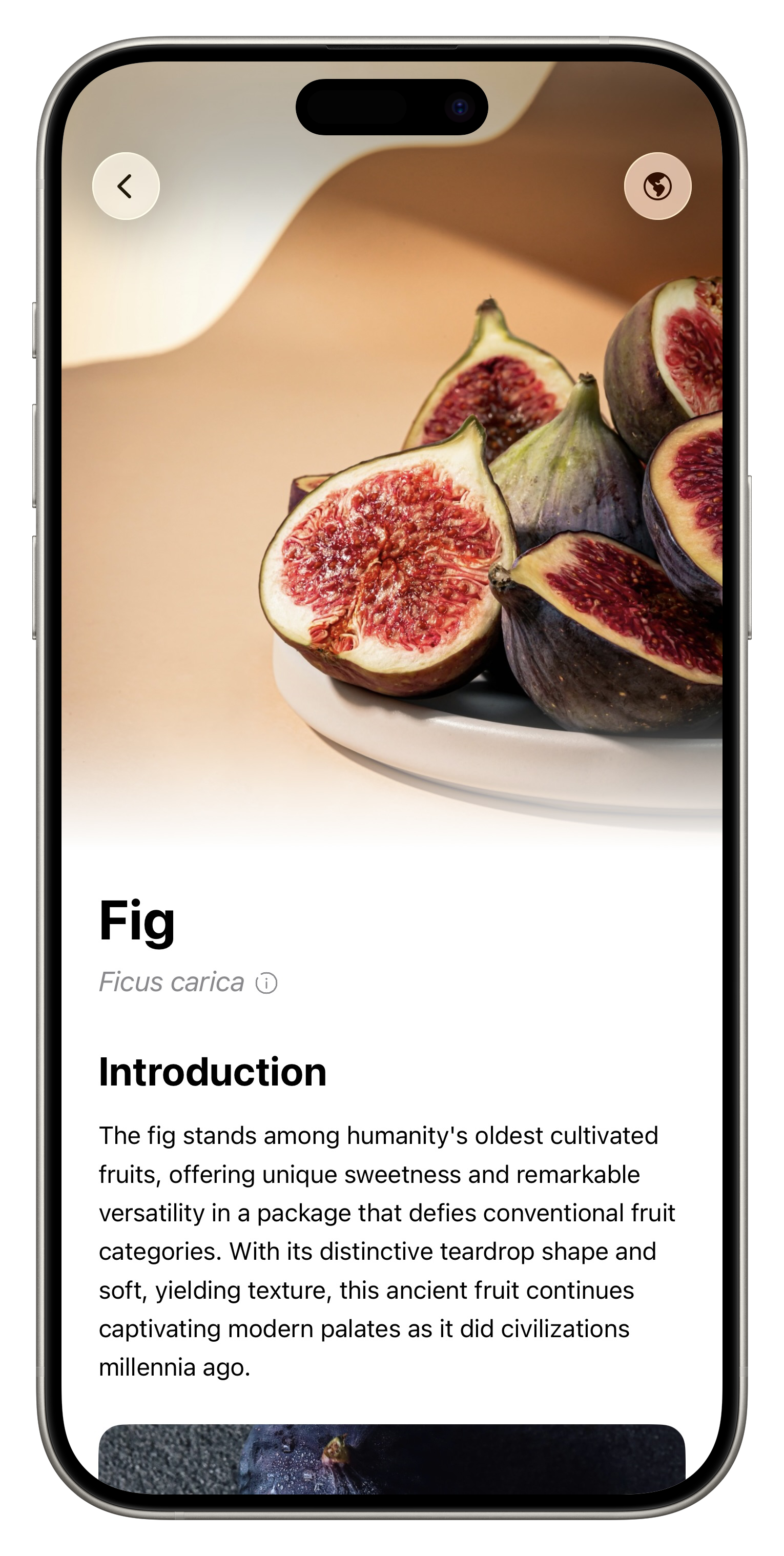Fresh App Screenshot