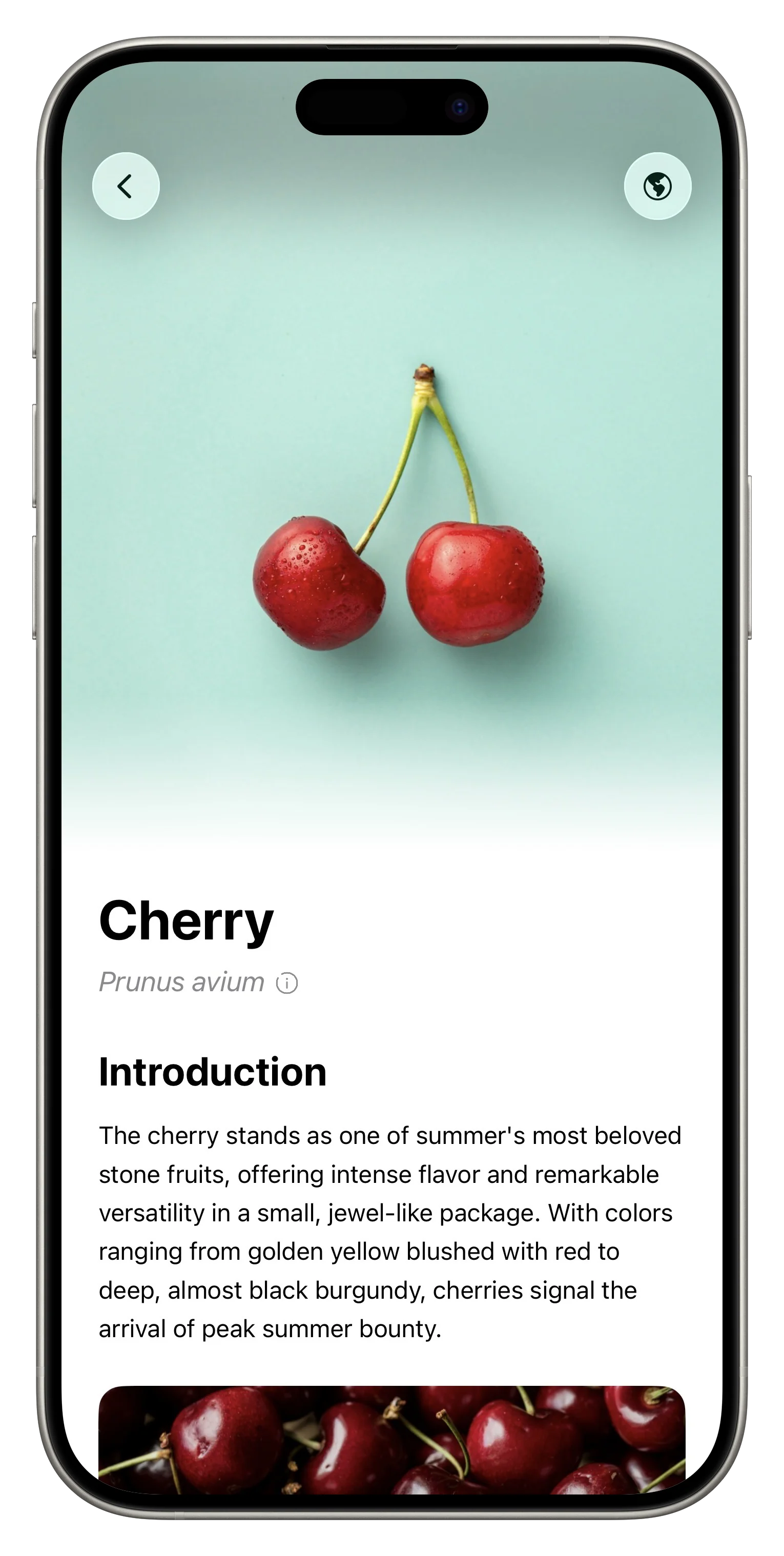 Fresh App Screenshot